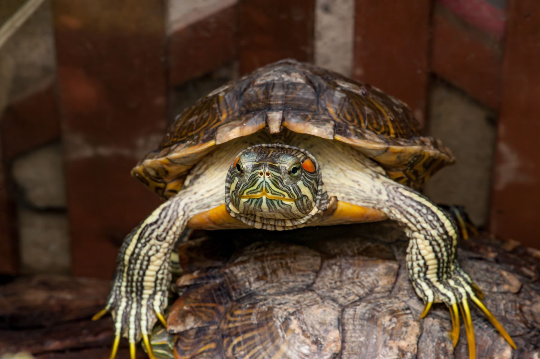 Male turtle. Photo: M. Naaim