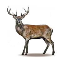 Red Deer