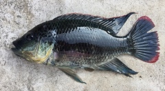 Mozambique Tilapia