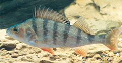 Redfin Perch