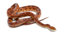 American corn snake/Corn Snake