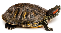 Red-eared slider turtle