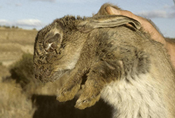 Wild Rabbit Myxomatosis