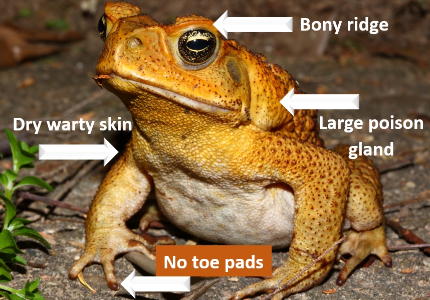 Cane Toad